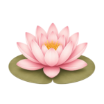 Pink water lily on lily pad